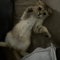 گربه|گربه|تهران, یوسف‌آباد|دیوار