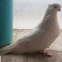کبوتر سفید کاکل کشیده نوک جم|پرنده|قائمشهر, |دیوار
