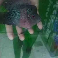 ماهی فلاور باکس نر|ماهی|نیشابور, شهرک جانبازان|دیوار