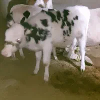 گوساله ماده سیمینتال ۳ماهه