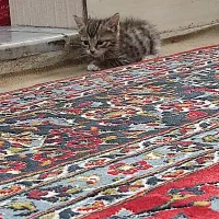 ...|گربه|قم, چهار مردان|دیوار