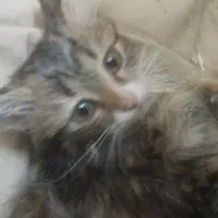 واگزاری بچه گربه ملوس وخوشگل