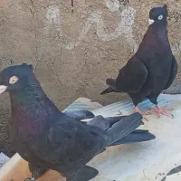 کبوتر زاغ اصل|پرنده|سامان, |دیوار