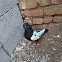 کفتر|پرنده|مشهد, مصلی (کارمندان اول)|دیوار