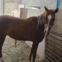 فروش چند راس اسب مادیون|اسب و تجهیزات اسبسواری|جهرم, |دیوار