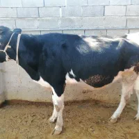 دو شنگد درجه1