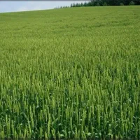 اجازه-36هکتار-زمین-دیم-جهت-گندم