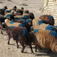 بره ماده میش