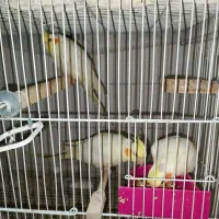 جوجه عروس هلندی ۲ماهه