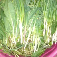 سبزی کوهی تازه