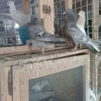 سینه سبز و سوسنی و سینه سرور|پرنده|شیراز, بعثت|دیوار