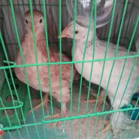 جوجه برهما دوماهه