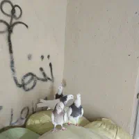 کبوتر|لوازم جانبی حیوانات|کبودرآهنگ, |دیوار