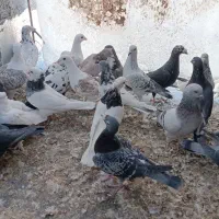 کفتر خارج شهری آلمانی|پرنده|بیرجند, |دیوار