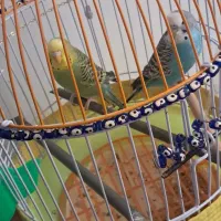 مرغ عشق|پرنده|محمدشهر, محمدشهر|دیوار