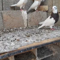 کبوتر طوقی