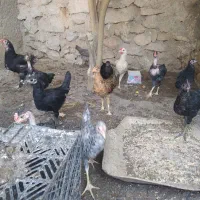 جوجه محلی