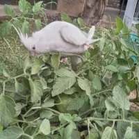 عروس آلبینو|پرنده|یاسوج, |دیوار