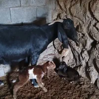 فروش بز در رابر