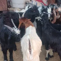 چهل راس کهره نر ماده چاق پلمب|حیوانات مزرعه|شیراز, شاهچراغ|دیوار