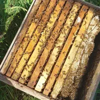 پیش‌فروش‌زنبور‌عسل