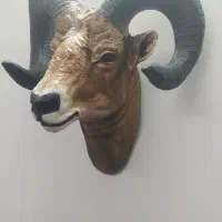 کله قوچ