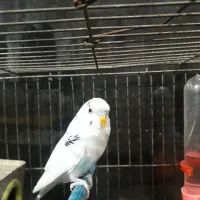 مرغ عشق و فنچ