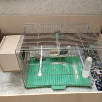 چهار تا طوطی برزیلی زیبا وبازیگوش|پرنده|بهار, |دیوار