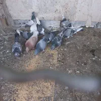 کفتر|پرنده|بهارستان, |دیوار