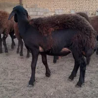 بره داشت|حیوانات مزرعه|شوشتر, |دیوار