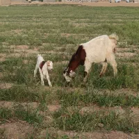 بزچاوش بزغاله