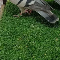 کبوتر کفتر پرشی سرخ سینه سبز|پرنده|شیروان (خراسان), |دیوار