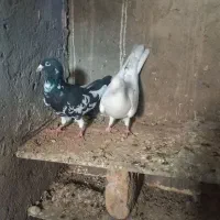 کبوتر پلاکی|پرنده|زرندیه, |دیوار