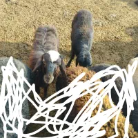 سلام ۲ راس بره یکی نر یکی ماده به فروش میرسد|حیوانات مزرعه|بکتاش, |دیوار