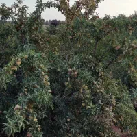 فندق توت گل محمدی صنوبر  گوجه سبز شافع