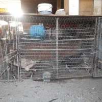 قفس مرغ وکبوتر