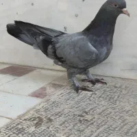 نر آهنی اصفهانی|پرنده|خمینی‌شهر, |دیوار