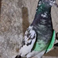 کفتر پرشی
