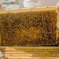 زنبور عسل هیبرید کارنیکا