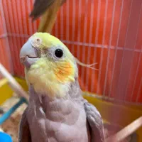 عروس هلندی نر و ماده با قفس و تجهیزات