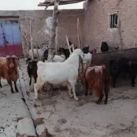 بز و بزغاله. مناسب . داشتی و نژاد دار .|حیوانات مزرعه|کوهدشت, |دیوار