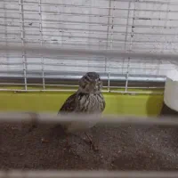 یک جفت سهره