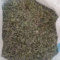 اویشن کوهی تازه