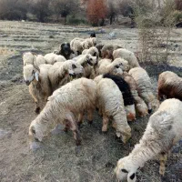 فروش میش12تا میش و9عدد کوه و4عدد بره