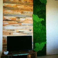 درخت جاودان بنسای دیوارسبز باغچه صخره آینه|گل و گیاه طبیعی|تهران, اکباتان|دیوار