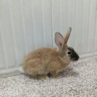 خرگوش نژاد دار