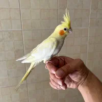 عروس هنلدی دستی|پرنده|کرج, اسدآباد|دیوار