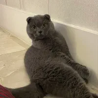 گربه اسکاتیش فولد