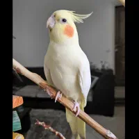 قبول پرنده واگذاری