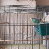 یک جفت مرغ عشق با قفس، لانه و لوازم ۶۰۰ تومان